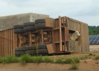 Motorista morre após caminhão carregado de bois tombar na rodovia Transamazônica, no Pará