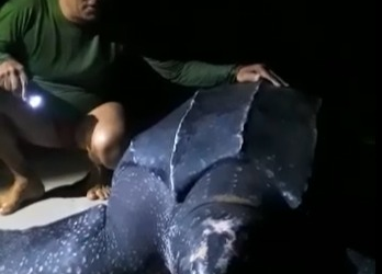 VÍDEO| Banhistas flagram uma das maiores espécies de tartaruga do mundo em Salinas