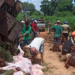 Santana do Araguaia: Carreta carregada de bois tomba e animais mortos são saqueados por populares