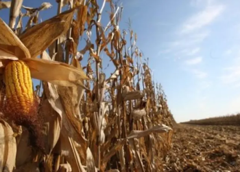 Pesquisadores chineses descobrem gene que turbina crescimento de plantas