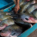 Vigilância em Saúde tranquiliza população sobre o consumo de pescado