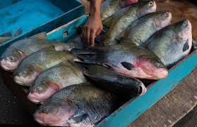 Vigilância em Saúde tranquiliza população sobre o consumo de pescado