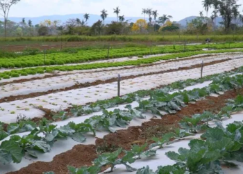 Prefeitura de Canaã divulga lista de produtores rurais selecionados no Procampo