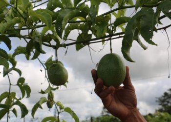 Inscrições para programa Empreendedores Prata da Casa seguem até 22 de julho