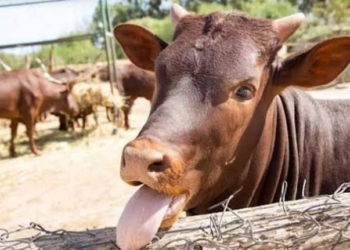 Governo confirma caso de mal da vaca louca no Pará.
