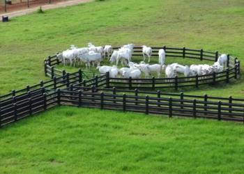 Brasil inicia novo ciclo histórico que pode garantir liderança global na exportação de carne.