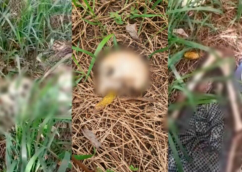 Ossada humana é encontrada na zona rural de Itaituba