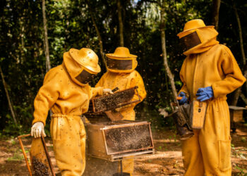 Começa nessa quinta-feira, 26, o 19º Congresso de Apicultura e Meliponicultura do Estado do Pará – Apipará