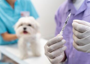 Parauapebas promove Dia D da vacinação antirrábica para cães e gatos