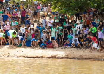 Mais de 2.000 quelônios povoam o Rio Tocantins